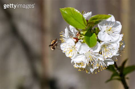 Dark Edged Bee Fly Bombylius Major Feeding On Cherry Blossom The Bee