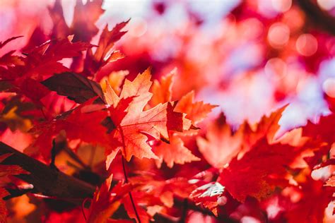 Free Images Nature Branch Fall Flower Petal Foliage Red Autumn