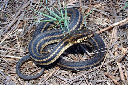 Here are 8 of the most common snakes you may encounter in tennessee including identification tips, threats, and treatment recommendations: Snakes By Color | Outdoor Alabama