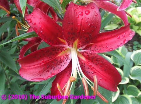 The Suburban Gardener Oriental Lily Montezuma