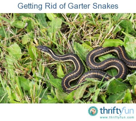 As well as being a valuable part of the native wildlife of all countries, they it seems that there are circumstances where gardeners are inundated with frogs in quantities akin to a biblical plague. Getting Rid of Garter Snakes | ThriftyFun