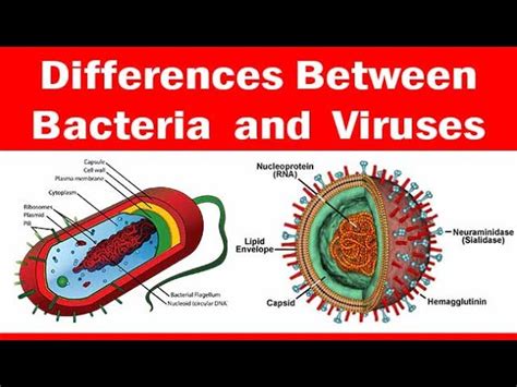 Viruses Vs Bacteria What S The Difference Dr Finch S
