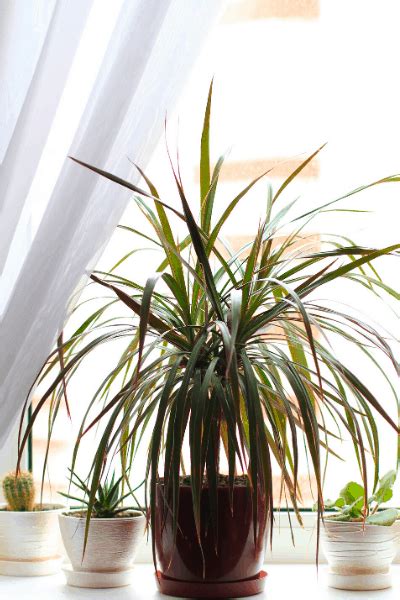 10 Low Light Indoor Plants That You Can Grow The Home And Living