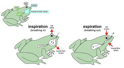 Do frogs really breathe with their eyes? – Integrative Organismal Biology