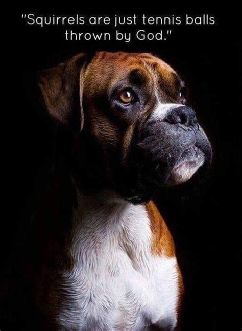 Funny Animal Pictures Of The Day 27 Pics Boxer Dogs Funny Animal