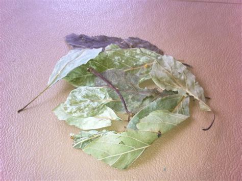 It is said to be quite edible for both humans and cats. An Unusual Avocado - You Can Eat The Skin - Moorpark, CA Patch