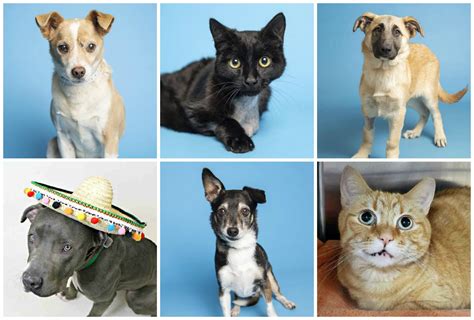 Adoptable Pets From Arizona Humane Society And Maricopa County Animal