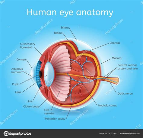 Human Eye Anatomy With Cross Section Of Eye Diagram Stock Vector My