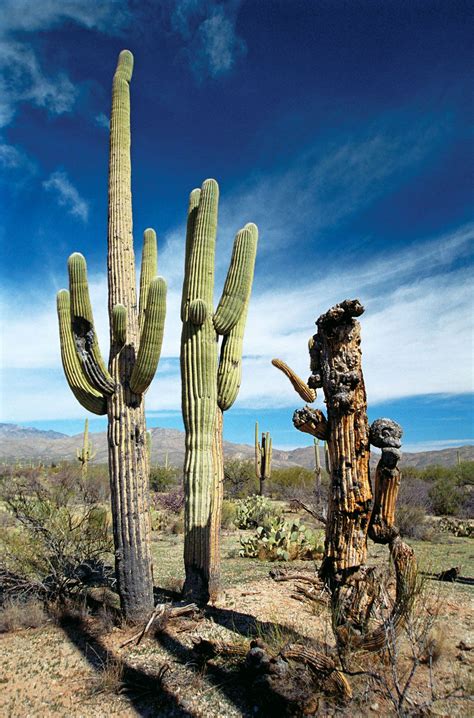 Saguaro National Park Desert Cacti Wildlife Britannica