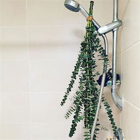 What Is Eucalyptus Shower And Why Is It A Popular Instagram Trend