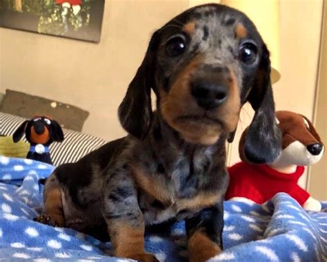 Cuccioli bassotto in cani in veneto. ALLEVAMENTO RICONOSCIUTO ENCI BASSOTTI PELO CORTO - Scheda ...