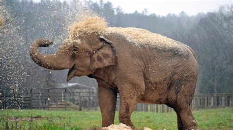 Ronnie The Elephant Sanctuary In Tennessee