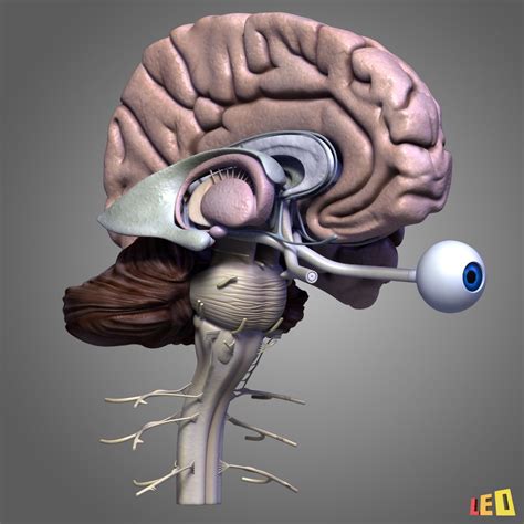 Human Brain 3d Model 99 3ds Lwo Ma Obj Max Free3d
