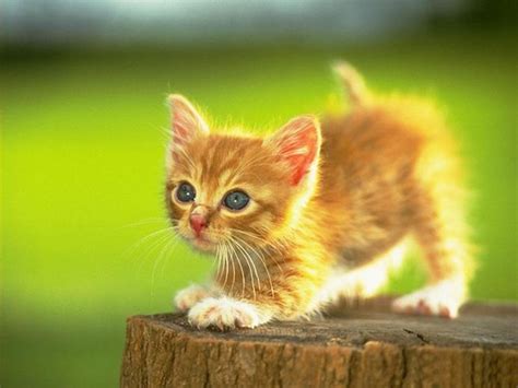Free Download Lovely Wallpapers Little Cute Animals Wallpapers 2013