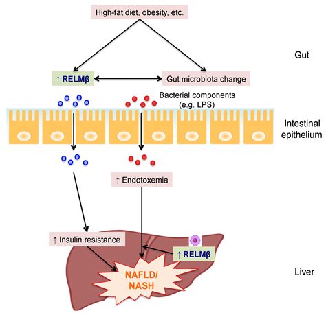 Ijms Free Full Text Roles Of Gut Derived Secretory Factors In The