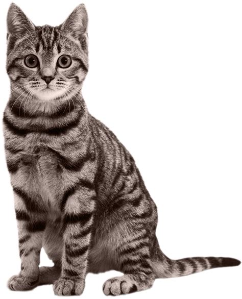 Hq Cat Png Transparent Catpng Images Pluspng