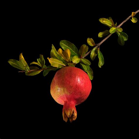 Pomegranate Punica Granatum Flora Obscura