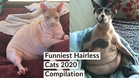 Best Funny Sphynx Cat Videos Compilation 2020 You Would Love The