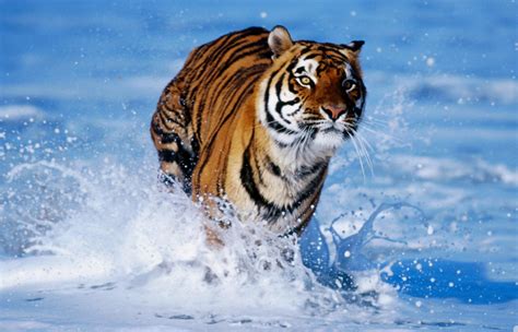 Klasifikasi Hewan Harimau Lengkap Generasi Biologi