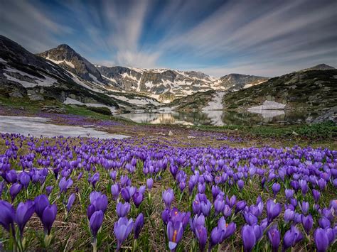 Neben der älteren bezeichnung ↑ lenz erscheint spätmhd. Viele Krokusblüte, See, Berge, Schnee, Frühling 1920x1440 ...