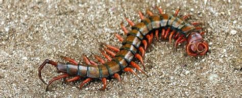Amazonian Giant Centipede Bite