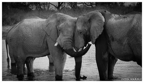 The Elephant Hug | indiaharrisdotcom