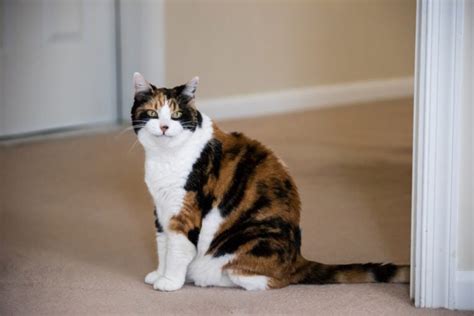 6 Types Of Calico Cats Color Variations And Genetics With Pictures