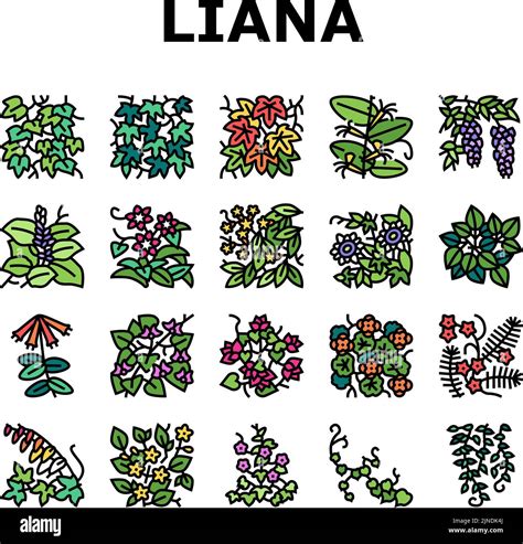 Vine Liana Exotic Growing Plant Icons Set Vector Stock Vector Image And Art Alamy