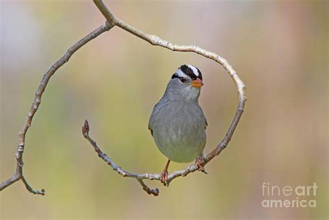 Short flights, alternates rapid wing beats with brief periods of the wings pulled to sides. White-crowned Sparrow Photograph by Gary Wing