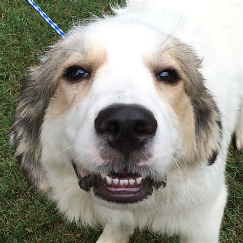 He forms a loyal and loving attachment to his family, though often. Great Pyrenees dog for Adoption in Spring, TX. ADN-651059 ...