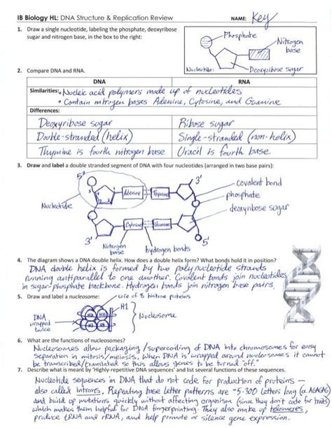 Some of the worksheets for this concept are punnett squares answer key punnett square work bikini. Dna Replication Practice Worksheet Answers Pdf - Worksheetpedia