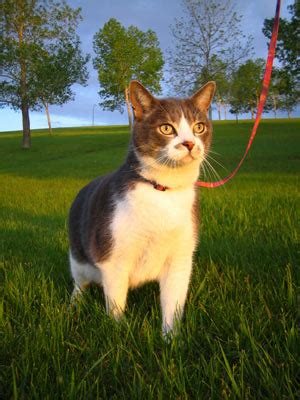 If your cat is timid or easily spooked, let your cat walk inside while keeping the leash slack and not restricting your. Leash Training A Cat | CatHealth.com
