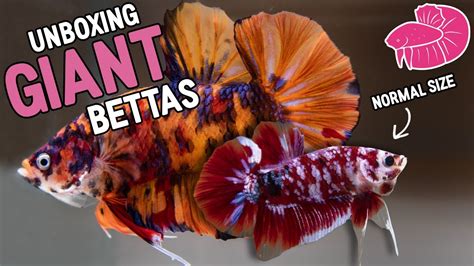 Giant Betta Fish Unboxing 5 Of The Biggest Bettas Ever