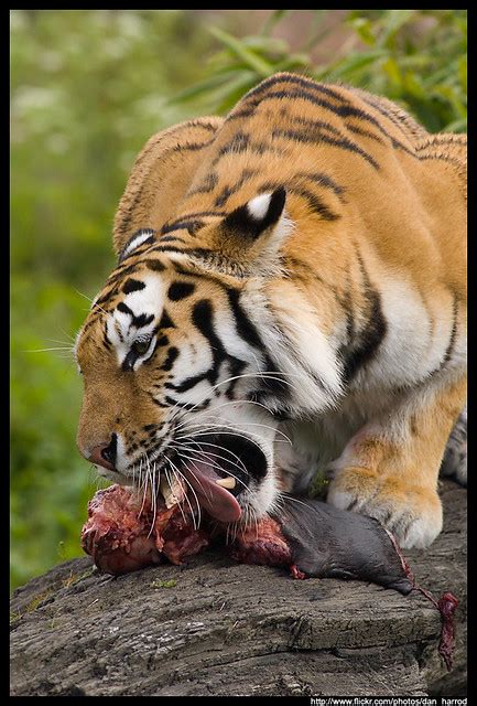 Female Amur Tiger Eating 1 Flickr Photo Sharing