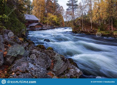 The River With Rapids In The Beautiful Autumn Forest In Oulanka