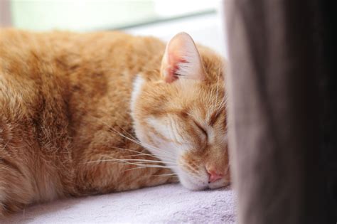 200 무료 자는 고양이 And 잠자는 고양이 이미지 Pixabay