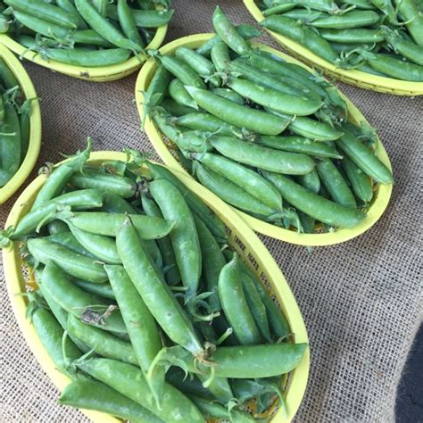 Stringless Sugar Snap Peas Information Recipes And Facts