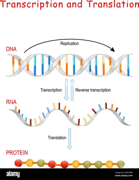 Replicación De Adn Síntesis De Proteínas Transcripción Y Traducción