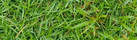 How To Make Zoysia Grass Spread And Grow Thicker