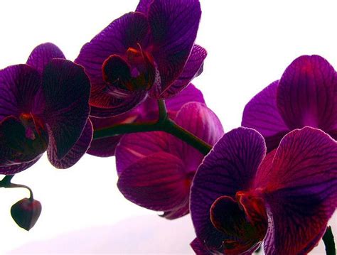 Purple Orchid Purple Orchids Orchids Purple Flowers