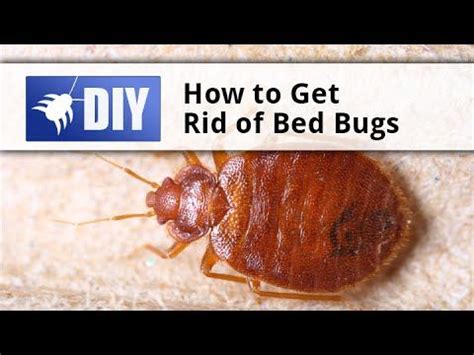 Información relacionada disponible en español. Click here to learn how to do a bed bug treatment on your ...