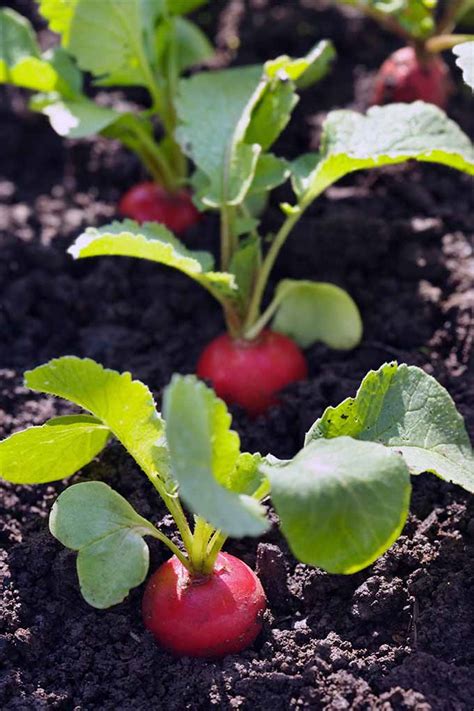 If you are determined to take on the process yourself, consider site preparation, have several extra hands. How to Grow Radishes in Your Veggie Patch | Gardener's Path