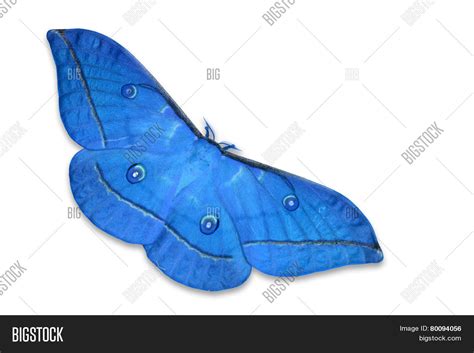 Blue Butterfly Moth Image And Photo Free Trial Bigstock