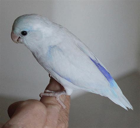 Single Male Light Blue Parrotlet Fly Babies Aviary