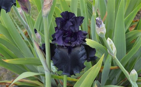 Thinning shears are scissors that have teeth or notches on one side, while the other side is a smooth blade. Tall Bearded Iris (Iris 'Black Is Black') in the Irises ...