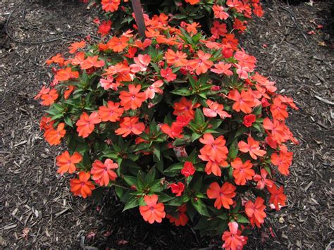 Franklin County Pa Gardeners Best Annual Flowers In 2010