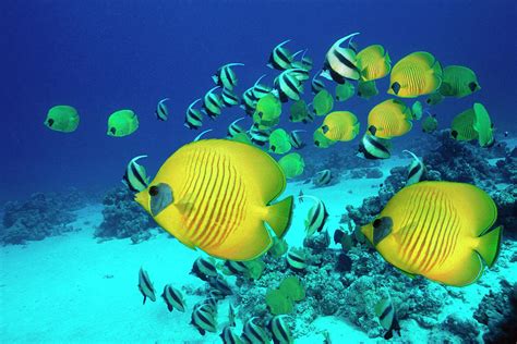 School Of Butterfly Fish Swimming On Photograph By Georgette Douwma