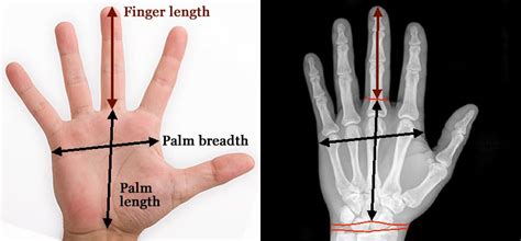 How To Assess Your Finger Length Properly