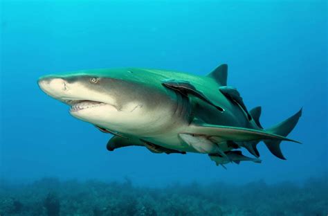 5 Incredible Facts About Sharks From Bioluminescence To
