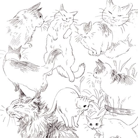 Heikala On Twitter Cat Sketches In B W Https T Co Ruvfdxtk Twitter